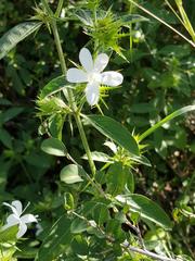 Barleria elegans orientalis