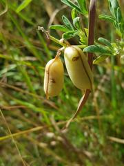 Crotalaria monteiroi