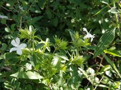 Barleria elegans orientalis