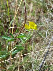 Crotalaria monteiroi