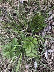 Heracleum sphondylium sibiricum