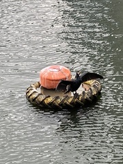 Phalacrocorax carbo