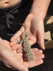 Tarentola mauritanica