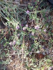 Hermannia boraginiflora