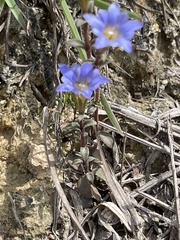 Gentiana loureiroi