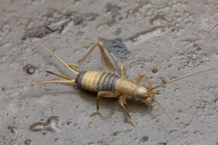 Mogoplistidae