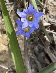 Gentiana loureiroi