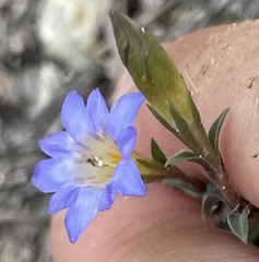Gentiana loureiroi