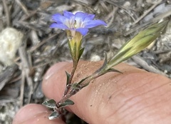Gentiana loureiroi