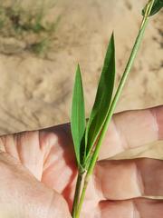 Urochloa trichopus