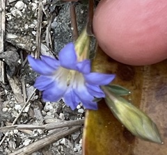 Gentiana loureiroi