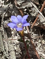 Gentiana loureiroi