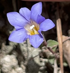Gentiana loureiroi