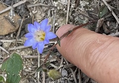 Gentiana loureiroi