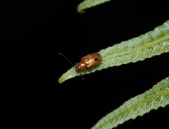 Monolepta longitarsoides