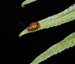 Monolepta longitarsoides