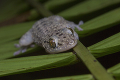 Gekko monarchus