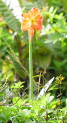 Hippeastrum