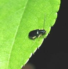 Pseudotheopea sauteri