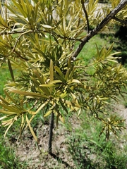 Dacrycarpus