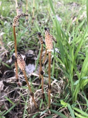 Equisetum arvense