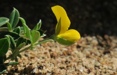 Argyrolobium pumilum