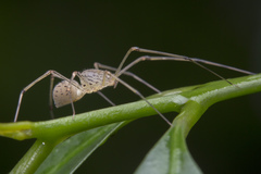 Scytodes pallida