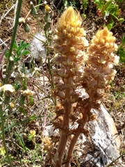 Orobanche amethystea
