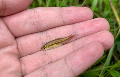 Rasbora borapetensis