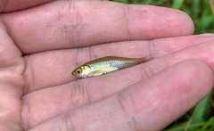 Rasbora borapetensis