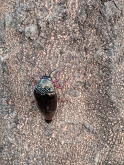 Sternocera chrysis