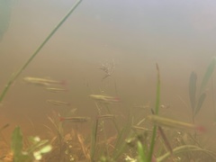 Rasbora borapetensis