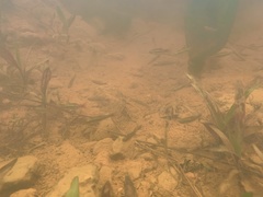 Rasbora borapetensis