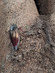 Sternocera chrysis