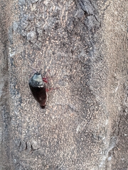 Sternocera chrysis