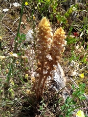 Orobanche amethystea