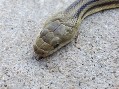 Pantherophis alleghaniensis