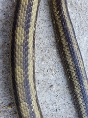 Pantherophis alleghaniensis