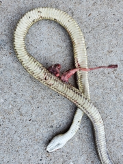 Pantherophis alleghaniensis