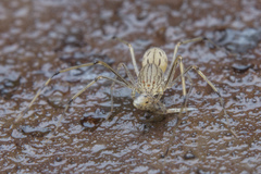 Scytodes pallida