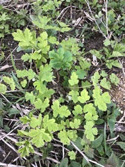 Heracleum sphondylium sibiricum