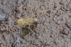 Scytodes pallida