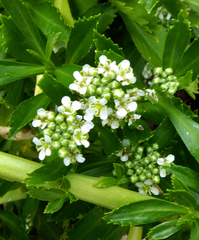 Lepidium oleraceum
