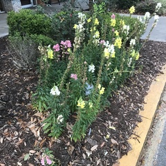 Antirrhinum majus