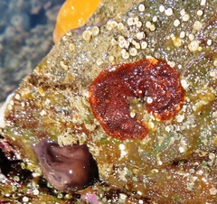 Watersipora subtorquata