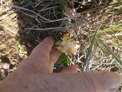 Freesia fergusoniae