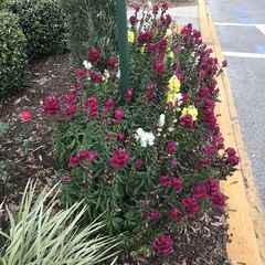Antirrhinum majus