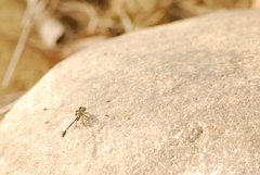 Microgomphus torquatus