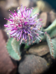 Veronica wyomingensis