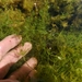 Common Stonewort - Photo (c) Carlos G Velazco-Macias, some rights reserved (CC BY-NC), uploaded by Carlos G Velazco-Macias